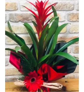 Saksı  Guzmania