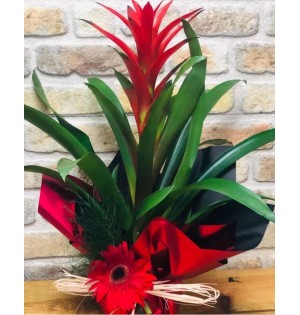 Saksı  Guzmania