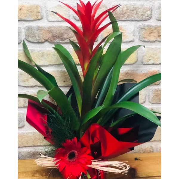 Saksı  Guzmania