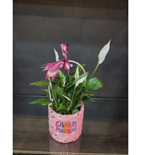 Peluş Sepette spati barış çiçeği