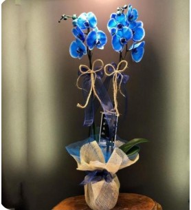 Çift Dal BLUE ORCHİD