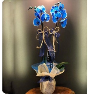Çift Dal BLUE ORCHİD