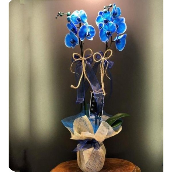 Çift Dal BLUE ORCHİD