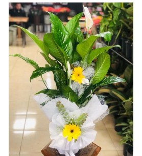 Saksı Spatifilyum Barış Çiçeği