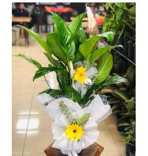 Saksı Spatifilyum Barış Çiçeği