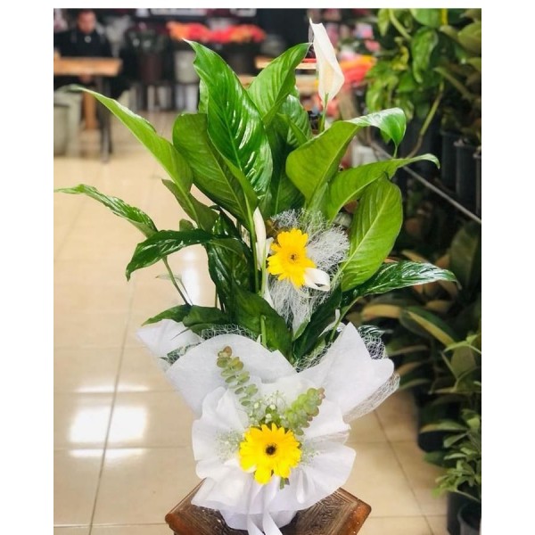 Saksı Spatifilyum Barış Çiçeği